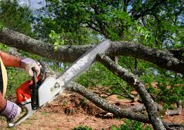 Best Tree Trimming and Pruning  in Grand Rapids, MN