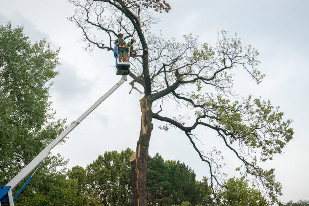 Best Emergency Tree Removal  in Grand Rapids, MN