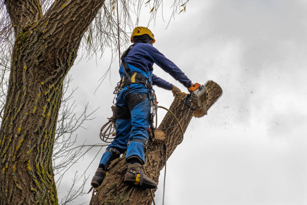 Best Firewood Processing and Delivery  in Grand Rapids, MN