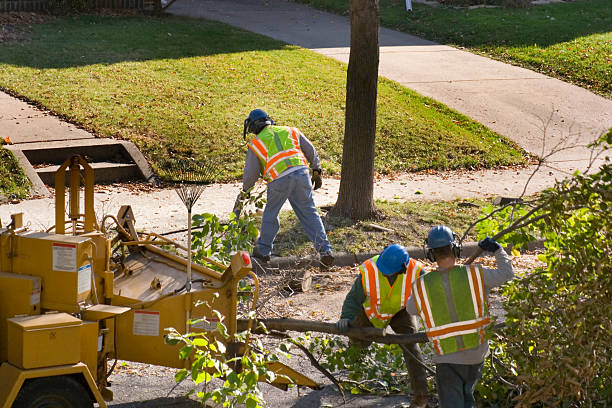 Best Tree and Shrub Care  in Grand Rapids, MN