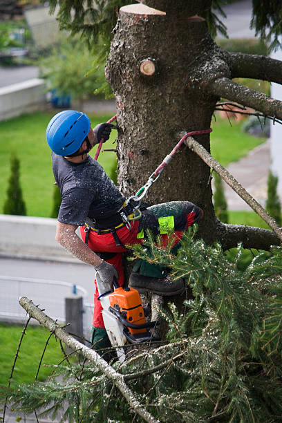 Best Tree Risk Assessment  in Grand Rapids, MN