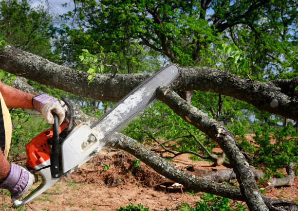 Best Seasonal Cleanup (Spring/Fall)  in Grand Rapids, MN