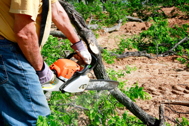 Best Tree Preservation Services  in Grand Rapids, MN